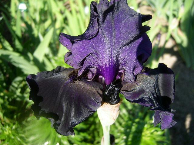 Photo of Tall Bearded Iris (Iris 'Dark Passion') uploaded by Caruso
