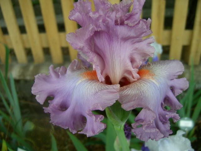 Photo of Tall Bearded Iris (Iris 'Vienna Waltz') uploaded by Caruso