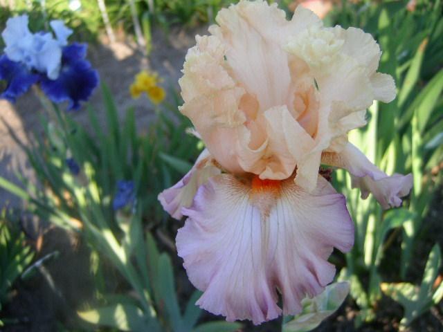 Photo of Tall Bearded Iris (Iris 'Tropical Delight') uploaded by Caruso
