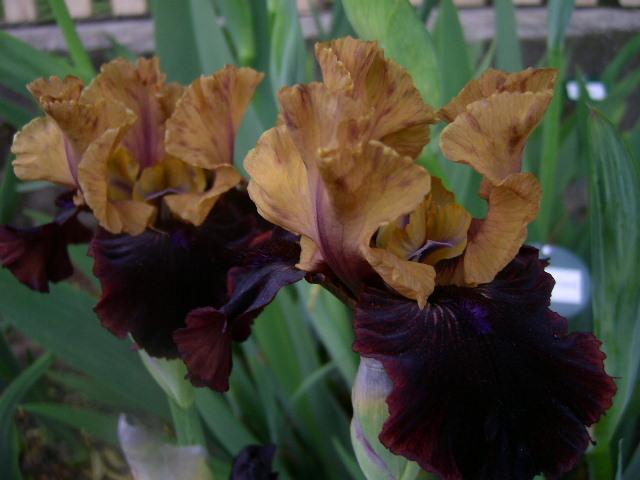 Photo of Intermediate Bearded Iris (Iris 'Eye Wonder') uploaded by Caruso