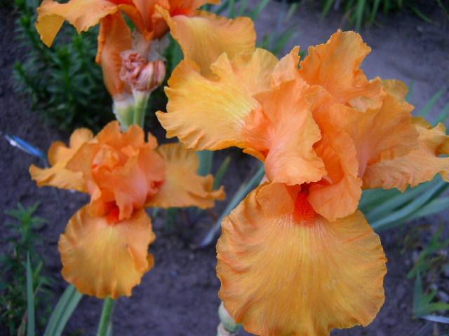 Photo of Tall Bearded Iris (Iris 'Spanish Fireball') uploaded by Caruso