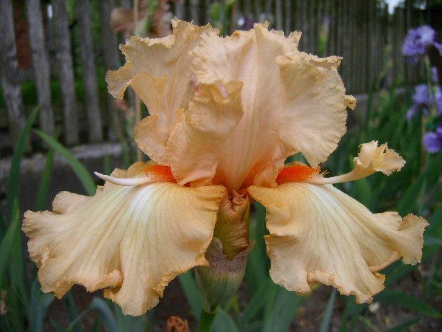 Photo of Tall Bearded Iris (Iris 'Capricious Candles') uploaded by Caruso