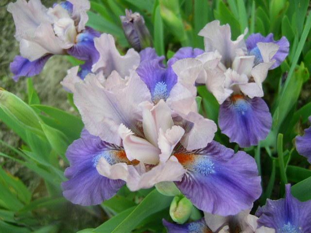 Photo of Standard Dwarf Bearded Iris (Iris 'Pause') uploaded by Caruso