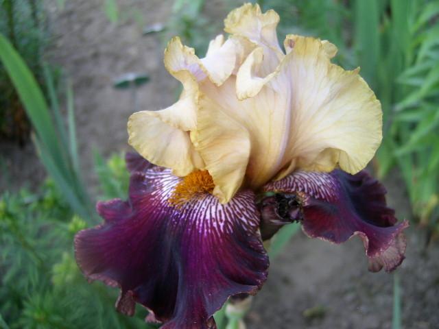 Photo of Tall Bearded Iris (Iris 'Buga Gera') uploaded by Caruso