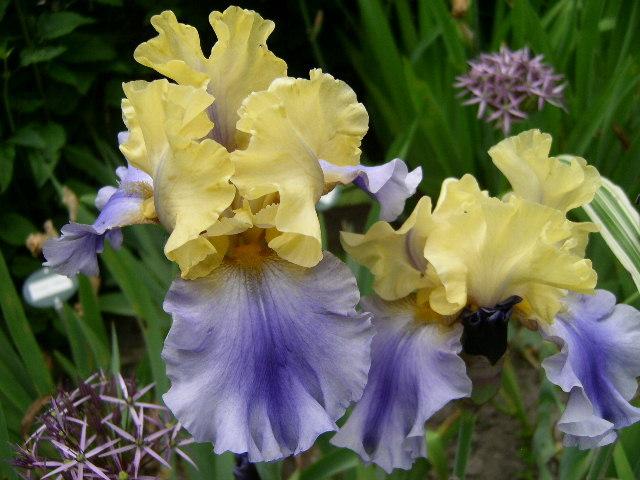 Photo of Tall Bearded Iris (Iris 'Edith Wolford') uploaded by Caruso