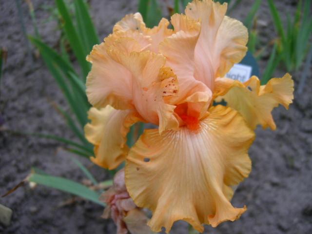 Photo of Tall Bearded Iris (Iris 'Big Squeeze') uploaded by Caruso