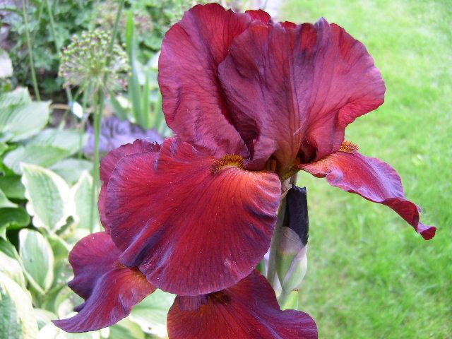 Photo of Tall Bearded Iris (Iris 'Spartan') uploaded by Caruso