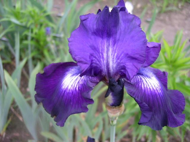 Photo of Tall Bearded Iris (Iris 'Exotic Star') uploaded by Caruso