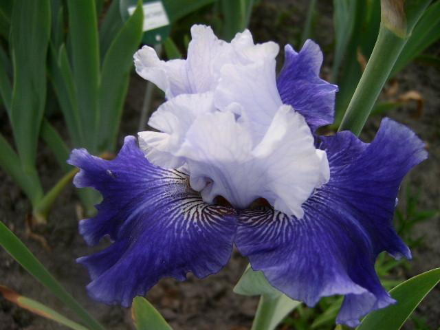 Photo of Tall Bearded Iris (Iris 'World Premier') uploaded by Caruso