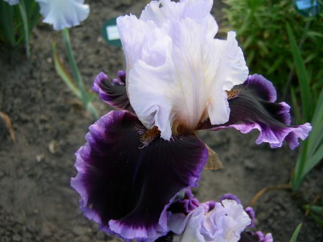 Photo of Tall Bearded Iris (Iris 'Enjoy the Party') uploaded by Caruso