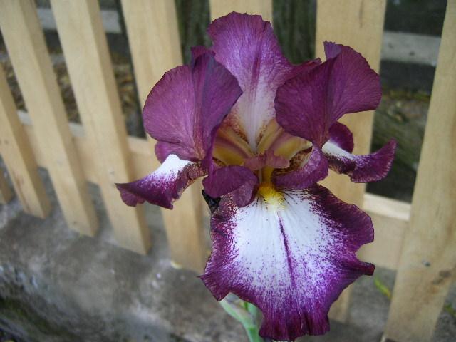 Photo of Tall Bearded Iris (Iris 'Crinoline') uploaded by Caruso