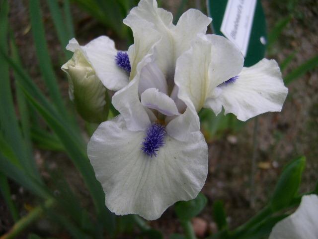 Photo of Standard Dwarf Bearded Iris (Iris 'Bluebeard's Ghost') uploaded by Caruso