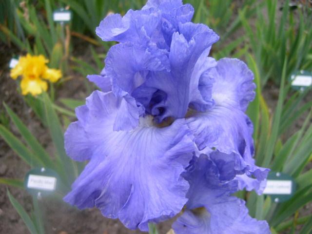 Photo of Tall Bearded Iris (Iris 'Delta Blues') uploaded by Caruso