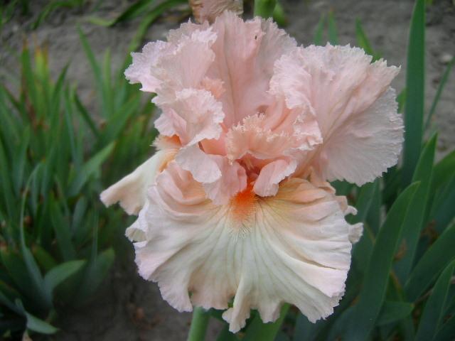 Photo of Tall Bearded Iris (Iris 'Haute Couture') uploaded by Caruso