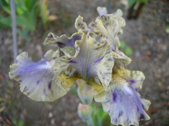 Photo of Standard Dwarf Bearded Iris (Iris 'Leopard Print') uploaded by Caruso