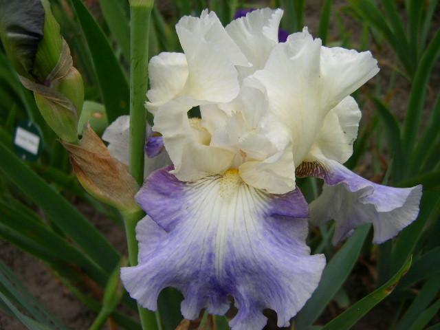 Photo of Tall Bearded Iris (Iris 'Seakist') uploaded by Caruso