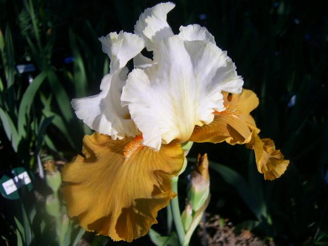 Photo of Tall Bearded Iris (Iris 'Yes') uploaded by Caruso