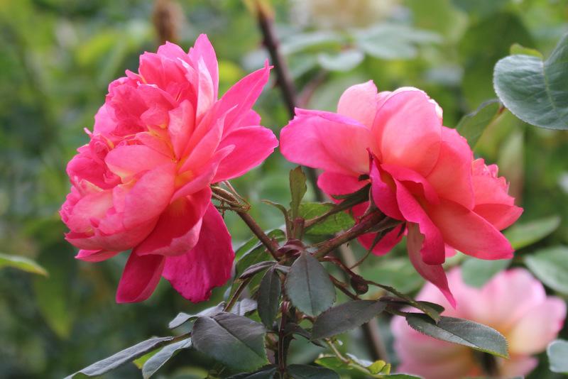Photo of Rose (Rosa 'Benjamin Britten') uploaded by RuuddeBlock