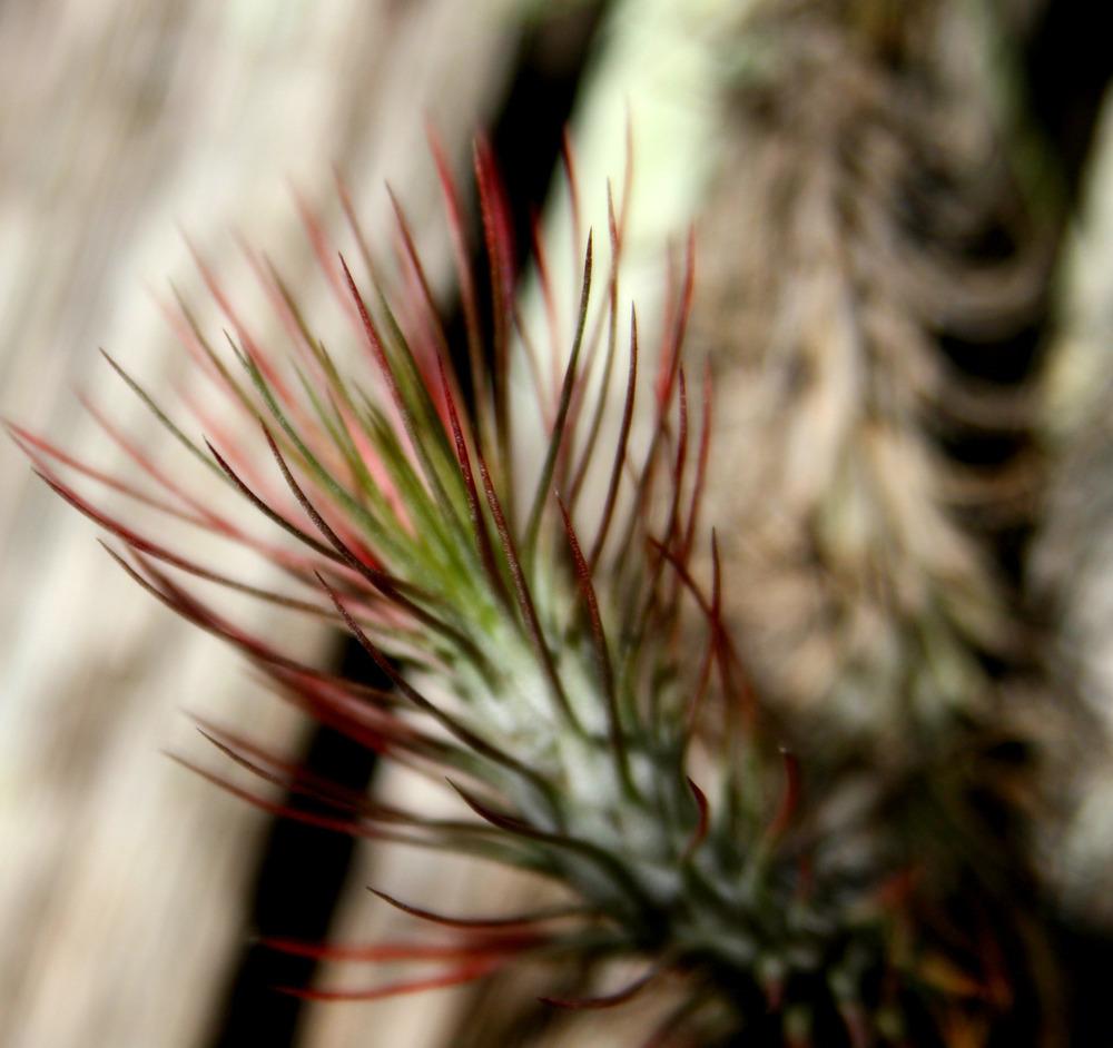 Photo of Air Plant (Tillandsia funckiana) uploaded by ScotTi
