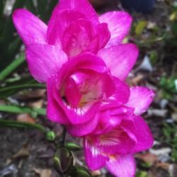 Location: My Garden 
Date: 2018-03-21
Rogue pink bulb, supposed to be blue