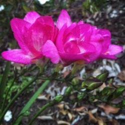 Location: My Garden 
Date: 2018-03-21
Rogue pink bulb supposed to be blue