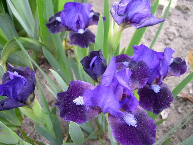 Photo of Standard Dwarf Bearded Iris (Iris 'Hottentot') uploaded by Caruso