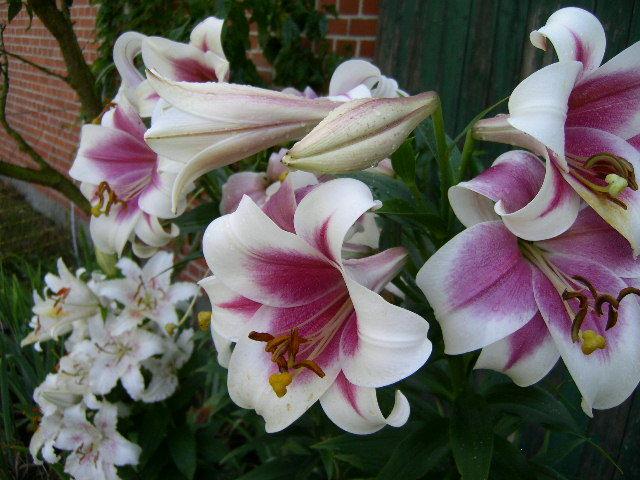 Photo of Lily (Lilium Triumphator) uploaded by Caruso