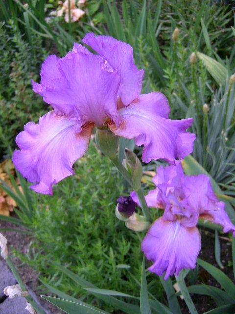 Photo of Tall Bearded Iris (Iris 'Amethyst Flame') uploaded by Caruso