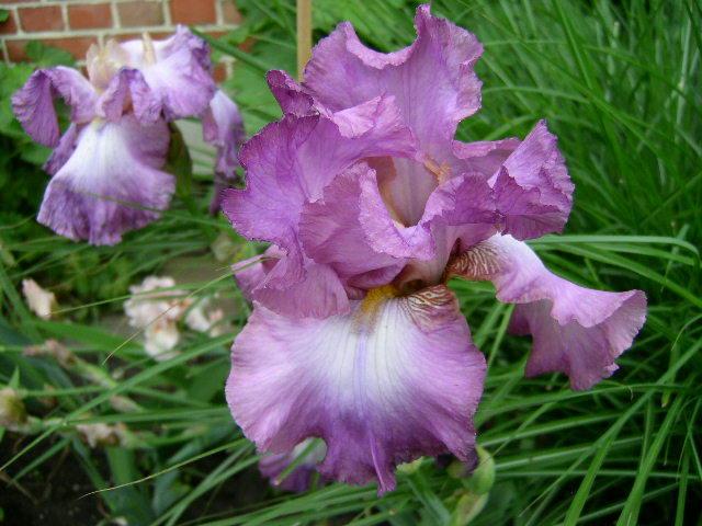 Photo of Tall Bearded Iris (Iris 'Lorilee') uploaded by Caruso