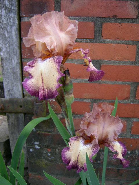 Photo of Tall Bearded Iris (Iris 'Birthday Surprise') uploaded by Caruso