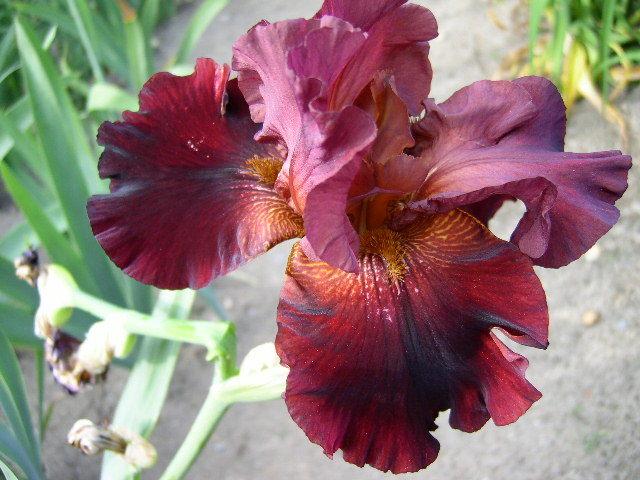 Photo of Tall Bearded Iris (Iris 'Forge Fire') uploaded by Caruso