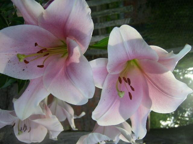 Photo of Lily (Lilium 'Chiara') uploaded by Caruso