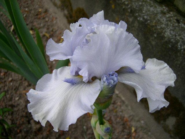 Photo of Tall Bearded Iris (Iris 'Glacier Point') uploaded by Caruso