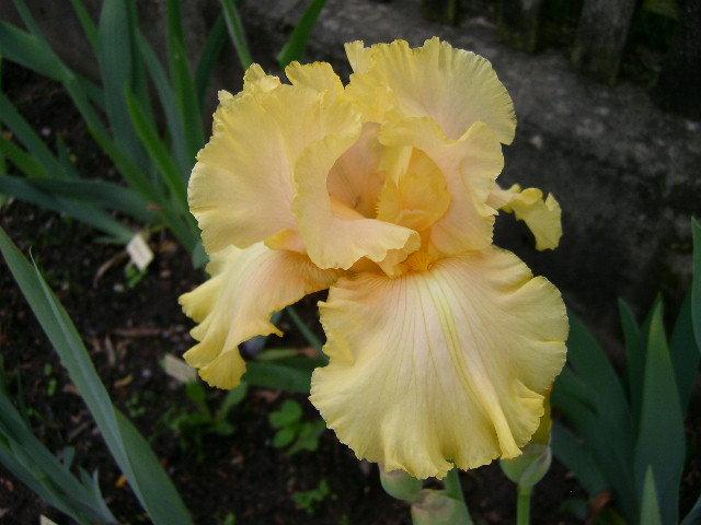 Photo of Tall Bearded Iris (Iris 'Lanai') uploaded by Caruso