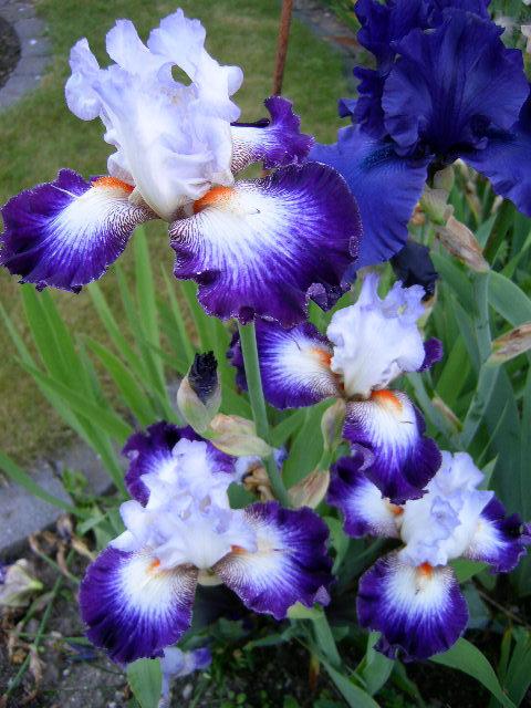 Photo of Tall Bearded Iris (Iris 'Aurelie') uploaded by Caruso