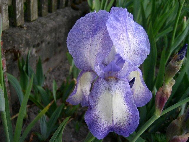 Photo of Tall Bearded Iris (Iris 'Blue Shimmer') uploaded by Caruso
