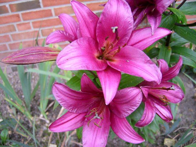 Photo of Lily (Lilium 'Purple Prince') uploaded by Caruso