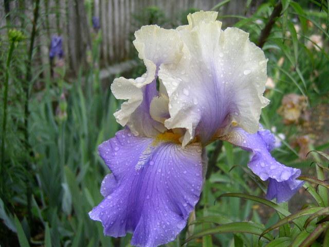 Photo of Tall Bearded Iris (Iris 'In Your Dreams') uploaded by Caruso