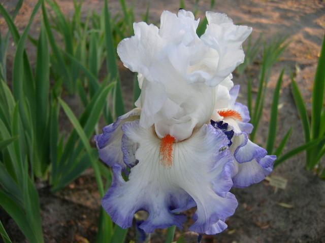 Photo of Tall Bearded Iris (Iris 'Restless Heart') uploaded by Caruso