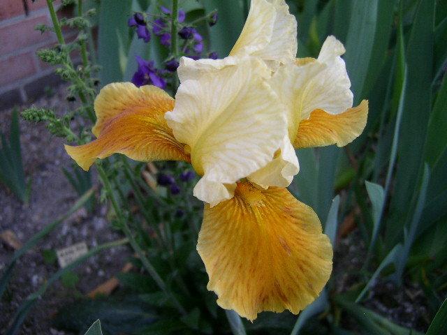 Photo of Intermediate Bearded Iris (Iris 'Honey Glazed') uploaded by Caruso