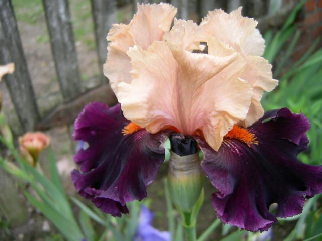 Photo of Tall Bearded Iris (Iris 'Ocelot') uploaded by Caruso