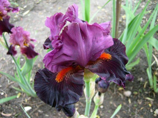 Photo of Tall Bearded Iris (Iris 'Fiery Temper') uploaded by Caruso