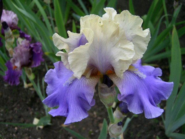 Photo of Tall Bearded Iris (Iris 'In Your Dreams') uploaded by Caruso