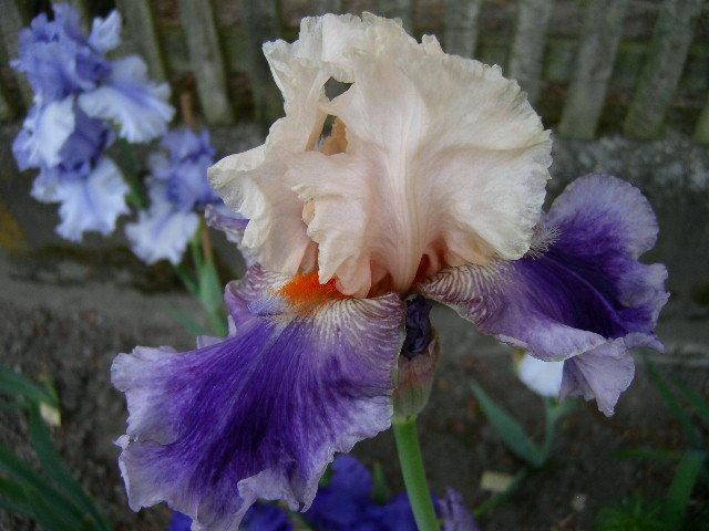 Photo of Tall Bearded Iris (Iris 'Firebeard') uploaded by Caruso