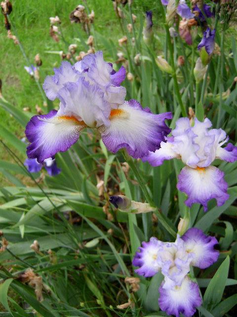 Photo of Tall Bearded Iris (Iris 'Conjuration') uploaded by Caruso
