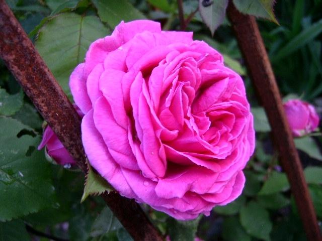 Photo of Rose (Rosa 'Madame Isaac Pereire') uploaded by Caruso