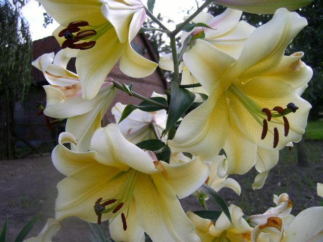 Photo of Lily (Lilium 'Honeymoon') uploaded by Caruso