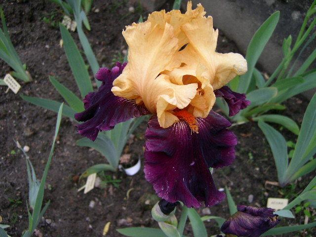 Photo of Tall Bearded Iris (Iris 'Idol') uploaded by Caruso