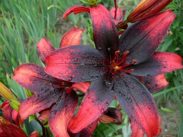 Photo of Lily (Lilium 'Olina') uploaded by Caruso