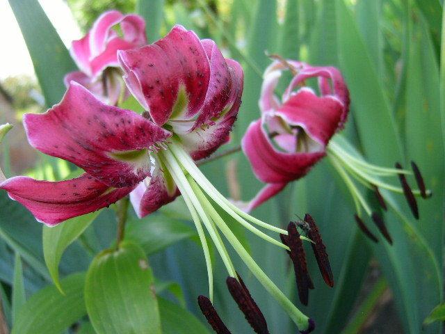 Photo of Lily (Lilium 'Black Beauty') uploaded by Caruso